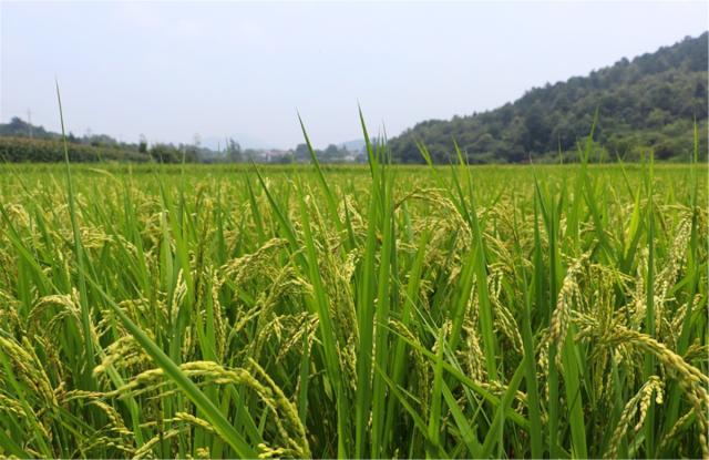 讓電商&ldquo;新農(nóng)業(yè)&rdquo;催生&ldquo;網(wǎng)紅新農(nóng)民&rdquo;