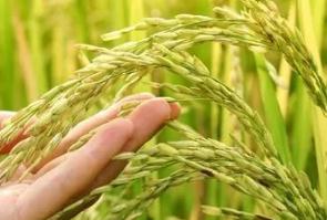 東北大米能滿足全國人民的需要嗎？看完這個你就知道了！