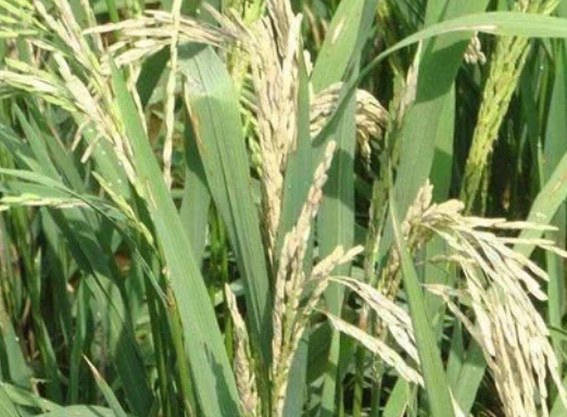 水稻穗頸瘟&ldquo;只能預(yù)防，不能治&rdquo;，肥量高、株密發(fā)生風(fēng)險(xiǎn)高