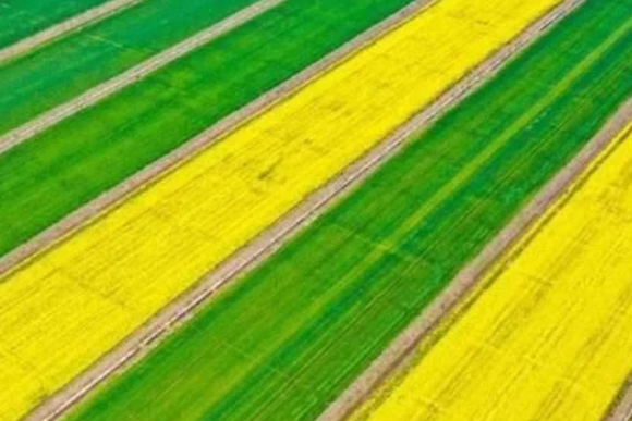 稻谷種植知識(shí)，熟知各類抗蟲藥的特點(diǎn)，做好針對(duì)性投放