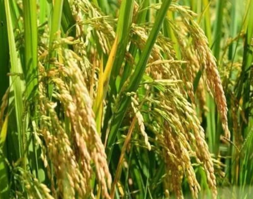 水稻直播高產(chǎn)栽培技術(shù)，要注意這幾點(diǎn)，你也能有大豐收