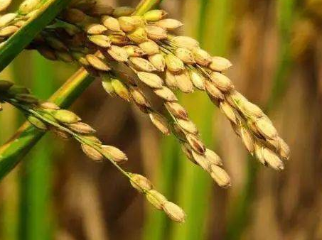 &ldquo;勞動(dòng)播撒夢(mèng)想 水稻種在我家&rdquo;第三期種植實(shí)踐活動(dòng)全面啟動(dòng)