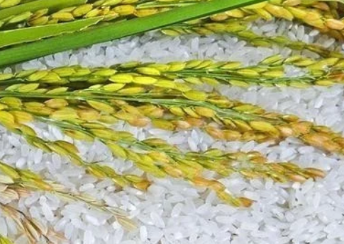 打造種業(yè)&ldquo;中國芯&rdquo;！隆平生物種業(yè)產(chǎn)業(yè)園開工建設(shè)，總投資120億