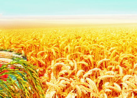 水稻直播高產(chǎn)栽培技術(shù)，要注意這幾點，你也能有大豐收